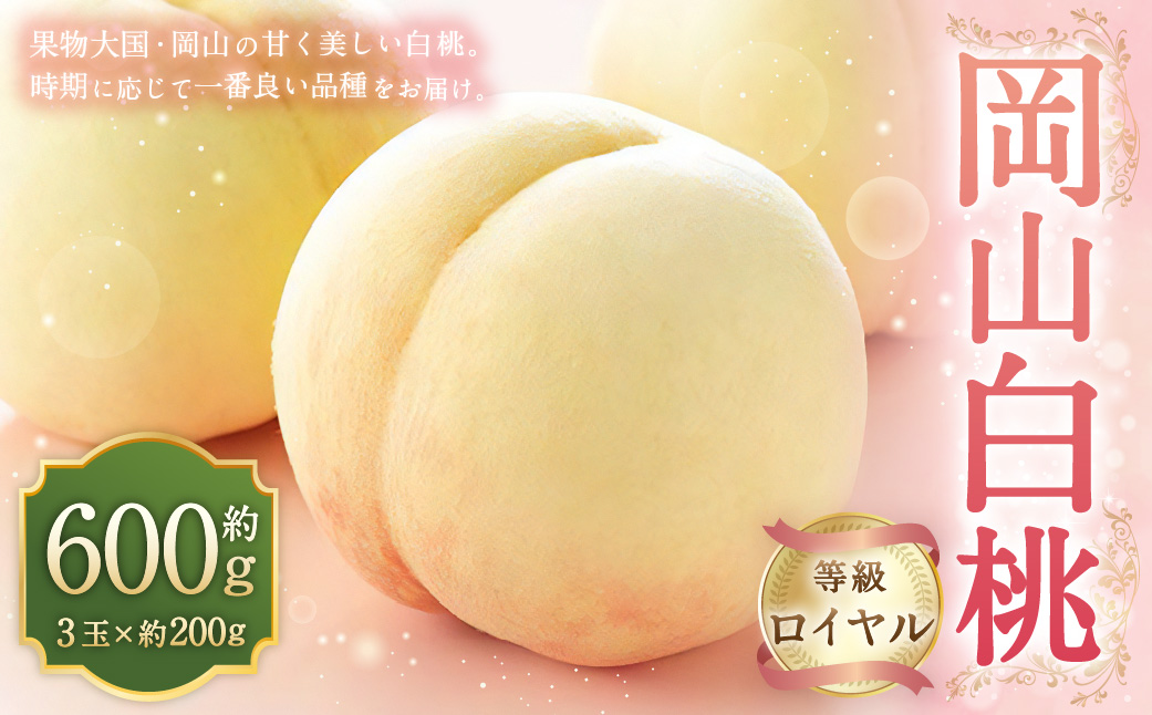岡山白桃 ロイヤル 3玉 × 約200g 計約600g 岡山県産 （早生種・中生種） 【2026年7月上旬～8月下旬迄発送予定】 ／ 白桃 桃 もも 果物 果実 フルーツ 岡山県 美咲町 冷蔵