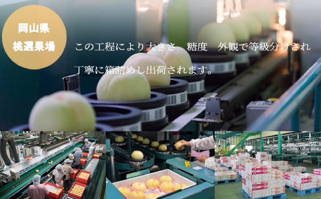 岡山白桃 ロイヤル 5～10玉 約2kg 岡山県産 （早生種・中生種） 【2026年7月上旬～8月下旬迄発送予定】 ／ 白桃 桃 もも 果物 果実 フルーツ 岡山県 美咲町 冷蔵