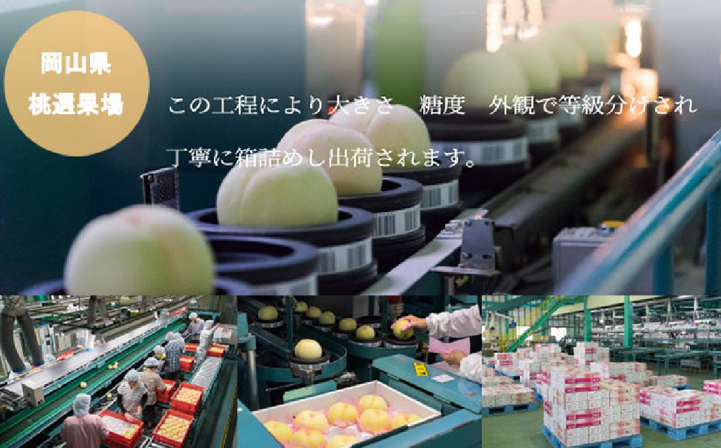 岡山白桃 ロイヤル 8～16玉 約4kg 岡山県産 （早生種・中生種） 【2026年7月上旬～8月下旬迄発送予定】 ／ 白桃 桃 もも 果物 果実 フルーツ 岡山県 美咲町 冷蔵