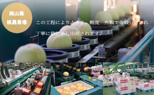 岡山白桃 ロイヤル 4～8玉 約1.2kg 岡山県産 （早生種・中生種） 【2026年7月上旬～8月下旬迄発送予定】 ／ 白桃 桃 もも 果物 果実 フルーツ 岡山県 美咲町 冷蔵