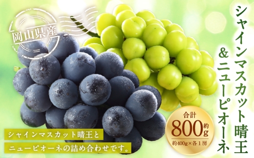 岡山県産 シャインマスカット 「 晴王 」 と ニューピオーネ Lサイズ 計約800g ぶどう ブドウ 葡萄 くだもの 果物 果実 フルーツ 国産 マスカット 【 2026年8月下旬～9月下旬発送予定 】