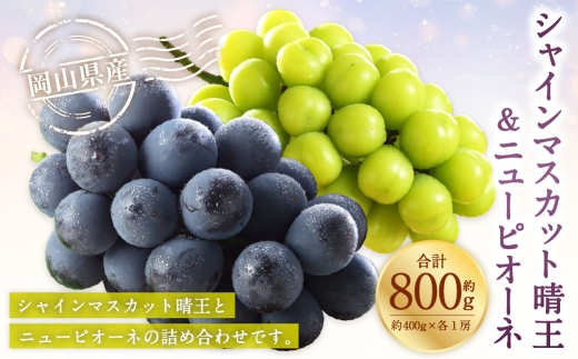 岡山県産 シャインマスカット 晴王 ・ ニューピオーネ Lサイズ  計約800g 詰合せ ぶどう ブドウ 葡萄 くだもの 果物 果実 フルーツ 国産 マスカット 【 2026年6月下旬～7月下旬発送予定 】