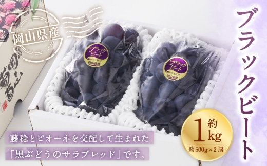 岡山県産 ブラックビート 約1kg （ 約500g×2房 ） ぶどう ブドウ 葡萄 くだもの 果物 果実 フルーツ 国産 黒ぶどう 【 2026年8月上旬～9月上旬発送予定 】