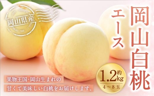 岡山白桃 エース 4～8玉 約1.2kg 岡山県産 白桃 桃 もも モモ くだもの 果物 果実 フルーツ 国産 ギフト 贈り物 【 2026年7月上旬～8月下旬発送予定 】