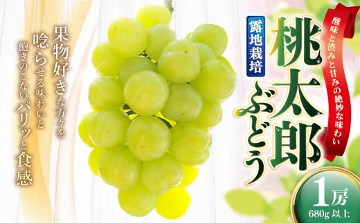 岡山県産 桃太郎ぶどう 1房 （ 680g以上 ） 露地栽培 食感 果物 くだもの 果実 フルーツ 葡萄 ぶどう ブドウ 国産 皮ごと 甘味 皮薄 【 2026年9月上旬～10月下旬発送予定 】
