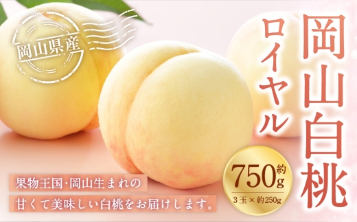岡山白桃 ロイヤル 3玉×約250g （ 2Lサイズ ） 岡山県産 白桃 桃 もも モモ くだもの 果物 果実 フルーツ 国産 ギフト 贈り物 【 2026年7月上旬～8月下旬発送予定 】