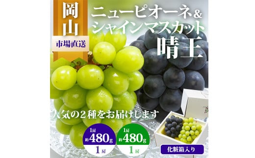 岡山県産 ぶどう詰合 ／ ニューピオーネ 1房 ・ シャインマスカット 晴王 1房 （各480g以上） 化粧箱入り 【2026年8月下旬-10月上旬迄発送予定】 ／ 葡萄 ぶどう マスカット 果物 果実 フルーツ 詰め合わせ 詰合せ 岡山県 美咲町 冷蔵