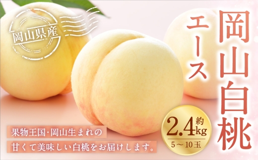 岡山白桃 エース 5～10玉 約2.4kg 岡山県産 白桃 桃 もも モモ くだもの 果物 果実 フルーツ 国産 ギフト 贈り物 【 2026年7月上旬～8月下旬発送予定 】