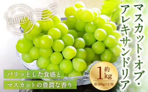 岡山県産 マスカット・オブ・アレキサンドリア 約1kg （ 500g×2房 ） ぶどう ブドウ 葡萄 くだもの 果物 果実 フルーツ 国産 マスカット 【 2026年8月下旬～9月下旬発送予定 】