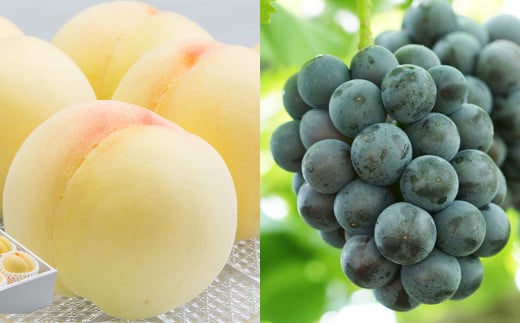 詰合 ／ 白桃 （1玉220g以上） 2玉 ・ ニューピオーネ （1房480g以上） 2房 化粧箱入り【2026年7月下旬～8月上旬迄発送予定】 ／ 桃 もも 葡萄 ぶどう 果物 果実 フルーツ 旬 詰め合わせ 詰合せ 岡山県 美咲町 冷蔵