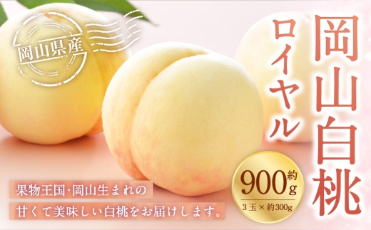 岡山白桃 ロイヤル 3玉×約300g （ 3Lサイズ ） 岡山県産 白桃 桃 もも モモ くだもの 果物 果実 フルーツ 国産 ギフト 贈り物 【 2026年7月上旬～8月下旬発送予定 】