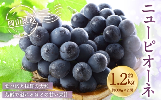 岡山県産 ニューピオーネ 約1.2kg （ 約600g×2房 ） ぶどう ブドウ 葡萄 くだもの 果物 果実 フルーツ 種なし 種無し 国産 【 2026年6月下旬～7月下旬発送予定 】