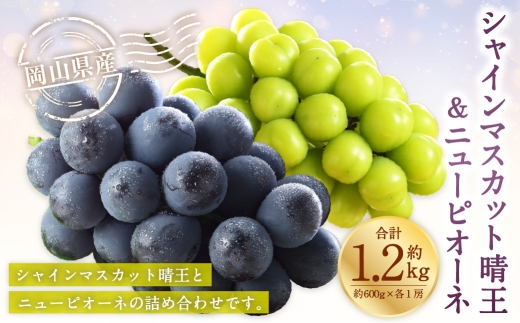 岡山県産 シャインマスカット 晴王 ・ ニューピオーネ 3Lサイズ 計約1.2kg 詰合せ ぶどう ブドウ 葡萄 くだもの 果物 果実 フルーツ 国産 マスカット 【 2026年6月下旬～7月下旬発送予定 】