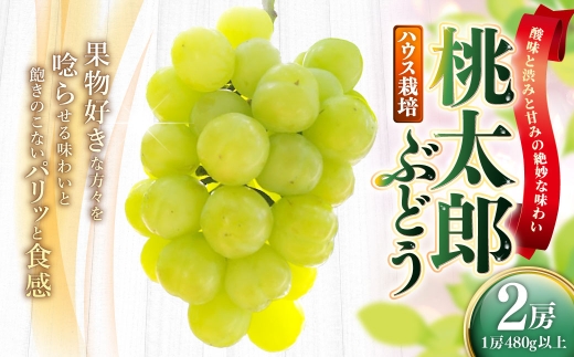 岡山県産 桃太郎ぶどう 2房 （ 1房 480g以上 ） ハウス栽培 甘味 果物 くだもの 果実 フルーツ 葡萄 ぶどう ブドウ 国産 皮ごと 皮薄 食感 【 2026年7月上旬～8月下旬発送予定 】