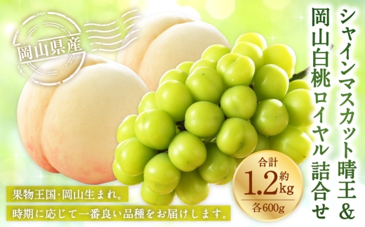 岡山県産 岡山白桃 ロイヤル 3Lサイズ 約300g×2玉・ シャインマスカット 晴王 約600g×1房 詰合せ 白桃 モモ もも 桃 ぶどう ブドウ 葡萄 マスカット くだもの 果物 果実 フルーツ 国産 家庭用 ギフト 贈り物 贈答 【 2026年7月上旬～8月下旬発送予定 】