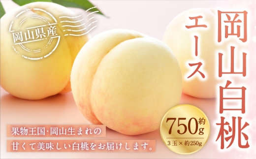 岡山白桃 エース 3玉×約250g （ 2Lサイズ ） 岡山県産 白桃 桃 もも モモ くだもの 果物 果実 フルーツ 国産 ギフト 贈り物 【 2026年7月上旬～8月下旬発送予定 】