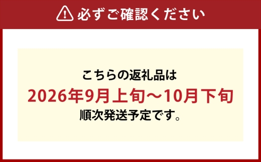 つる付きニューピオーネ 1房 （ 680g以上 ） 露地栽培 ニューピオーネ つる付き 果物 くだもの 果実 フルーツ 葡萄 ぶどう ブドウ 【 2026年9月上旬～10月下旬発送予定 】
