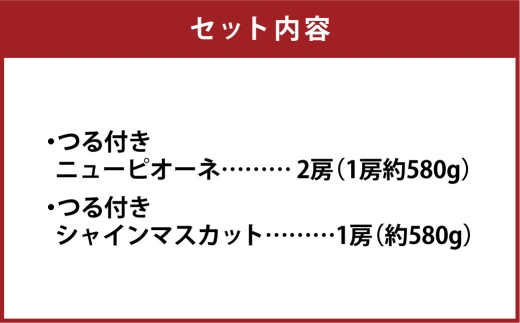 つる付き！ ニューピオーネ ＆ 晴王 シャインマスカット Bセット 露地栽培 ブドウ ぶどう 葡萄 果物 くだもの フルーツ 果実 マスカット 食べ比べ 【 2026年9月上旬～10月下旬発送予定 】