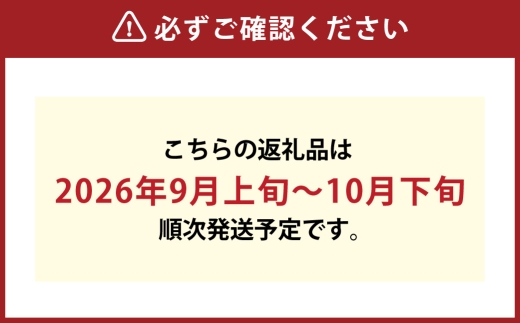 ニューピオーネ 2房 （ 1房 480g以上 ） 露地栽培 ニューピオーネ 果物 くだもの 果実 フルーツ 葡萄 ぶどう ブドウ 【 2026年9月上旬～10月下旬発送予定 】
