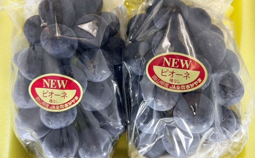 ニューピオーネ 2房 （ 合計約940g ） 化粧箱入り ぶどう ブドウ 葡萄 くだもの 果物 フルーツ 果実 果汁 果肉 国産 岡山県産 化粧箱 プレゼント ギフト 贈答品 贈り物 【 2026年8月下旬〜9月下旬迄順次発送予定 】