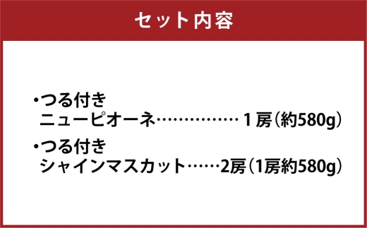 つる付き！ ニューピオーネ ＆ 晴王 シャインマスカット Cセット 露地栽培 ブドウ ぶどう 葡萄 果物 くだもの フルーツ 果実 マスカット 食べ比べ 【 2026年9月上旬～10月下旬発送予定 】