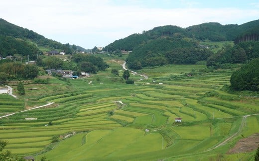 棚田粥 280g入り×20パック ／ 計5.6kg うるち米 きぬむすめ お米 お粥