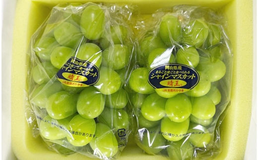 シャインマスカット 晴王 2房 （ 合計約1.1kg ） 化粧箱入り ぶどう ブドウ 葡萄 マスカット くだもの 果物 フルーツ 果実 果汁 果肉 種なし 皮ごと 国産 岡山県産 化粧箱 プレゼント ギフト 贈答品 贈り物 【 2026年8月下旬〜10月下旬迄順次発送予定 】