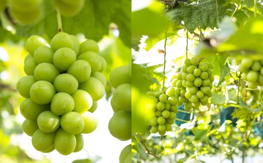 岡山県産 厳選ぶどう3種 食べ比べ セット 約1kg （ ダイヤモンドデザイン化粧箱入り ） ブドウ フルーツ 果物 くだもの 果実 おやつ デザート スイーツ 詰合せ 詰め合わせ 化粧箱 ギフト 贈答 プレゼント 【 2026年9月上旬～10月下旬迄発送予定 】