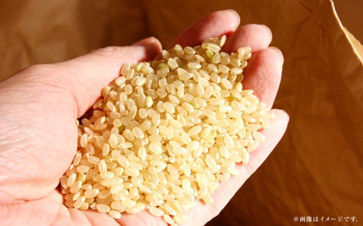 【 令和7年産 】 岡山県産 きぬむすめ 早炊き 玄米 10kg （ 2kg × 5袋 ） お米 米 こめ 白米 白飯 飯 ご飯 おにぎり ブランド米 ブランド 国産 コメ 洗米不要