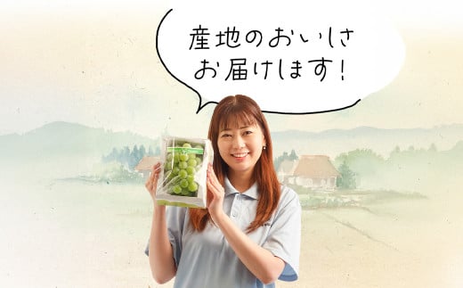 マスカット・オブ・アレキサンドリア （700g以上・秀品以上） 1房 化粧箱入り【2026年7月上旬～8月上旬迄発送予定】 ／ マスカット 葡萄 ぶどう 果物 果実 フルーツ 皮ごと 岡山県 美咲町 冷蔵