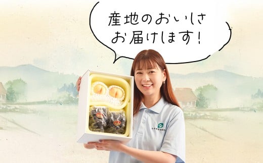 詰合 ／ 白桃 （1玉220g以上） 2玉 ・ ニューピオーネ （1房480g以上） 2房 化粧箱入り【2026年7月下旬～8月上旬迄発送予定】 ／ 桃 もも 葡萄 ぶどう 果物 果実 フルーツ 旬 詰め合わせ 詰合せ 岡山県 美咲町 冷蔵