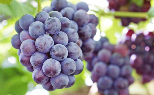 岡山県産 ニューピオーネ 2房 （1房480g以上） 約1kg 化粧箱入り 【2026年8月下旬-10月上旬迄発送予定】 ／ 葡萄 ぶどう 果物 果実 フルーツ 種なし 岡山県 美咲町 冷蔵