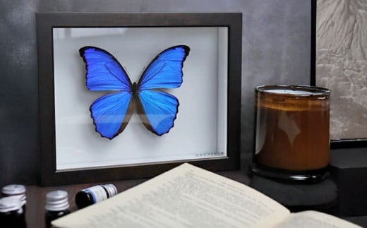 昆虫標本箱（ドイツ箱） モルフォ蝶 1頭入 ／ 標本箱 箱 ケース 標本 蝶 蝶々 インテリア オブジェ