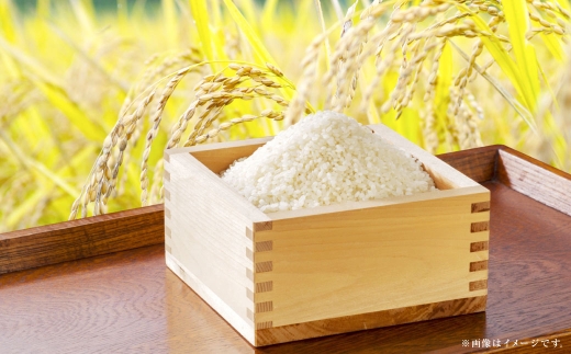 【 令和7年産 】 岡山県産 きぬむすめ 10kg （ 5kg × 2袋 ） お米 米 こめ 白米 白飯 飯 ご飯 おにぎり ブランド米 ブランド 国産 コメ