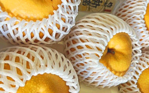 新高梨 3 〜 6玉 （ 合計約4.0kg ） 青秀以上 梨 なし ナシ くだもの 果物 フルーツ 果実 果汁 国産 岡山県産 梨の王様 【 2026年9月下旬〜10月上旬迄順次発送予定 】