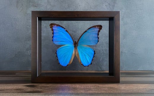 昆虫標本 Flying Morpho Butterfly（空を翔ぶ宝石） モルフォ蝶 ／ 標本箱 箱 ケース 標本 蝶 蝶々 インテリア オブジェ