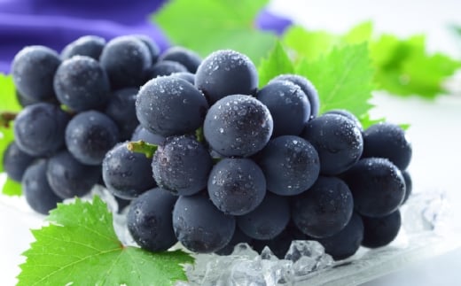 岡山県産 ニューピオーネ 約1.2kg （ 600g×2房 ） ぶどう ブドウ 葡萄 種なし 種無し くだもの 果物 果実 フルーツ 国産 【 2026年8月下旬～9月下旬発送予定 】