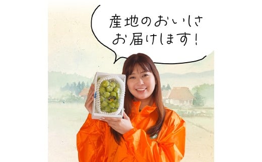 岡山県産 シャインマスカット『晴王』1房 （700g以上） 化粧箱入り 【2026年8月下旬-10月上旬迄発送予定】／ マスカット 葡萄 ぶどう 果物 果実 フルーツ 岡山県 美咲町 冷蔵