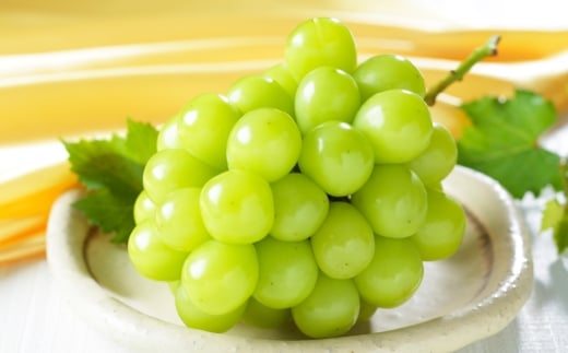 岡山県産 シャインマスカット 晴王 約800g （ 400g×2房 ） ぶどう ブドウ 葡萄 マスカット 果物 くだもの フルーツ 国産 【 2026年8月下旬～11月下旬発送予定 】