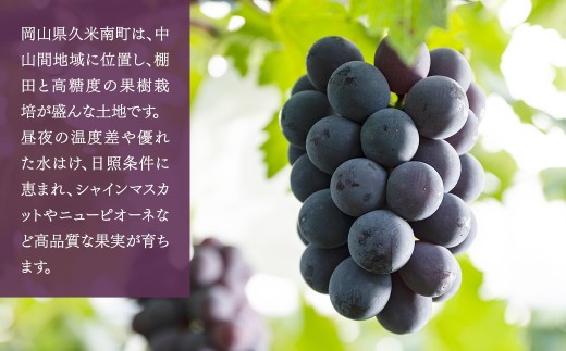 ニューピオーネ 1.2kg （2～3房）【2026年8月下旬-9月下旬発送予定】／ ぶどう 葡萄 果物 果実 フルーツ 種なし 大粒 甘味 岡山県 美咲町 冷蔵