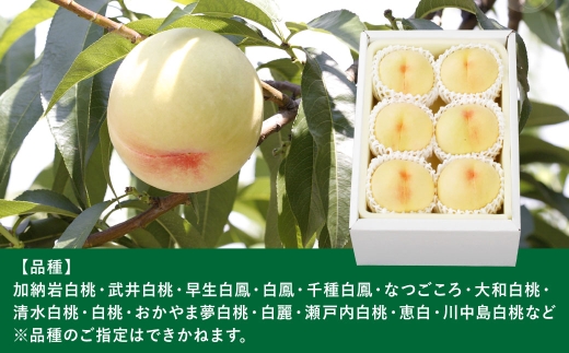 岡山白桃 （ 中世 ） 6玉 （ 1玉 240g以上 ） 白桃 果皮 有袋栽培 くだもの 果物 果実 国産 岡山県産 果肉 フルーツ もも モモ 桃 果汁 糖度 食感 【 2026年7月上旬～8月下旬発送予定 】
