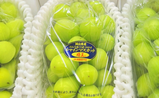 【 全2回定期便 】 晴れの国岡山のシャインマスカット晴王 各回1房 （ 約600g以上 ） 化粧箱入り ぶどう ブドウ 葡萄 マスカット くだもの 果物 フルーツ 果実 果汁 果肉 種なし 皮ごと 国産 岡山県産 化粧箱 プレゼント ギフト 贈答品 贈り物 定期 定期配送 【 2026年9月より発送開始 】