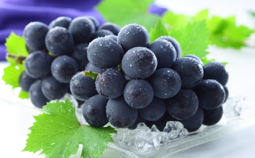 岡山県産 岡山白桃 エース Lサイズ 約200g×2玉・ ニューピオーネ 約400g×1房 詰合せ ぶどう ブドウ 葡萄 くだもの 果物 果実 フルーツ 国産 白桃 モモ もも 桃 家庭用 ギフト 贈り物 贈答 【 2026年7月上旬～8月下旬発送予定 】