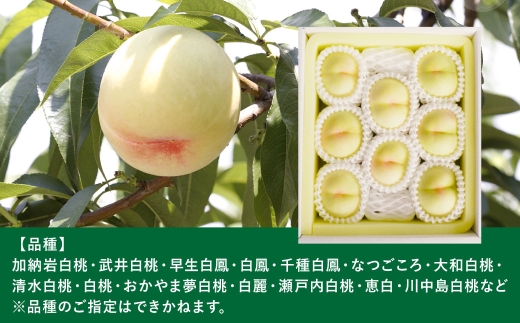 岡山白桃 （ 中世 ） 8玉 （ 1玉 220g以上 ） 白桃 くだもの 果物 国産 岡山県産 果汁 糖度 果肉 フルーツ 果皮 有袋栽培 食感 果実 もも モモ 桃 【 2026年7月上旬～8月下旬発送予定 】