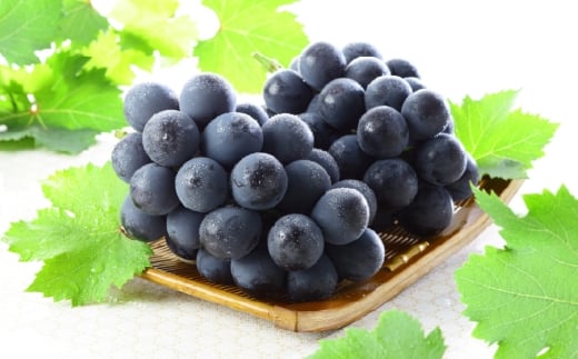 ご家庭用 岡山県産 ニューピオーネ 約600g （ 600g×1房 ） ぶどう ブドウ 葡萄 くだもの 果物 果実 フルーツ 国産 【 2026年8月下旬～9月下旬発送予定 】