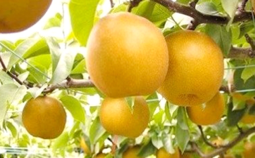 あたご梨 約3kg （ 3 ～ 5玉 ） 梨 なし ナシ 贈答 くだもの 果物 果実 フルーツ あたご 贈答品 完熟 国産 岡山県産 【 2026年11月下旬～12月下旬発送予定 】