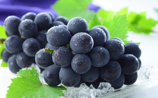 岡山県産 ニューピオーネ 約700g （ 700g×1房 ） ぶどう ブドウ 葡萄 種なし 種無し くだもの 果物 果実 フルーツ 国産 【 2026年8月下旬～9月下旬発送予定 】