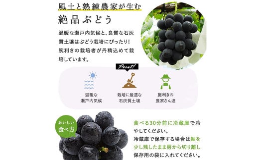 ぼっけえ大粒 ニューピオーネ 1房 （800g以上） 化粧箱入り 【2026年9月上旬～10月上旬迄発送予定／ 葡萄 ぶどう 果物 果実 フルーツ 種なし 大粒 岡山県 美咲町 冷蔵