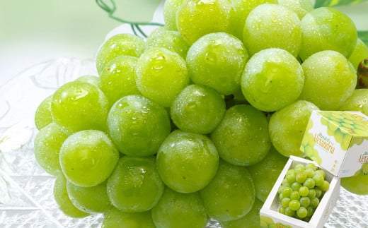 マスカット・オブ・アレキサンドリア （700g以上・秀品以上） 1房 化粧箱入り【2026年7月上旬～8月上旬迄発送予定】 ／ マスカット 葡萄 ぶどう 果物 果実 フルーツ 皮ごと 岡山県 美咲町 冷蔵