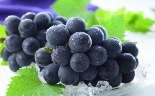 岡山県産 ニューピオーネ 約1.5kg （ 3房～6房 ） ぶどう ブドウ 葡萄 種なし 種無し くだもの 果物 果実 フルーツ 国産 【 2026年8月下旬～9月下旬発送予定 】